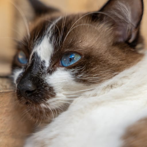 Cat photo used as destination image